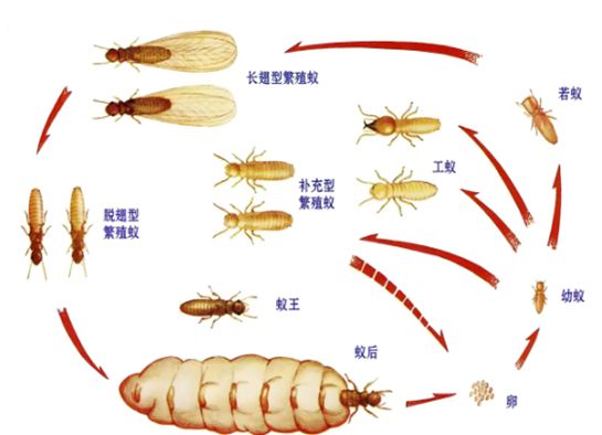 柳州上门专业灭白蚁柳州白蚁防治所服务电话消杀治理(图2)