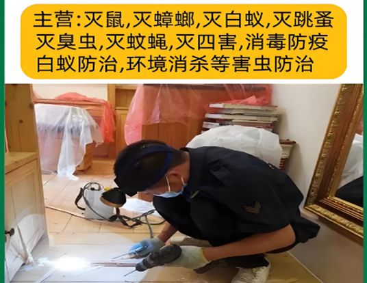泸州专业上门灭白蚁电话白蚁防治消杀公司泸州防治中心(图1)