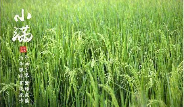 “小满无雨芒种无水”21日小满下雨好还是天晴好各有啥预兆？(图2)