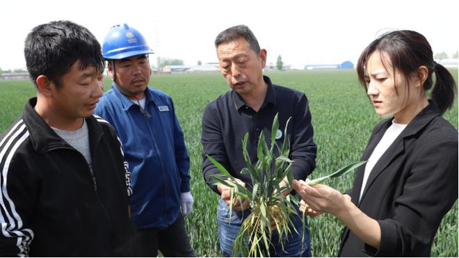 麦苗孕穗期快来浇“拔节水”了！(图5)