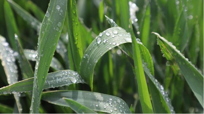 麦苗孕穗期快来浇“拔节水”了！(图4)