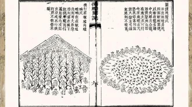 “祸害”我国农民数千年曾人人喊打的蝗虫为何现在很少见了？(图6)