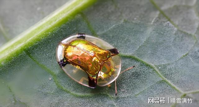 网传金梳龟甲一只20万？专家辟谣：别信这虫其实是害虫(图1)