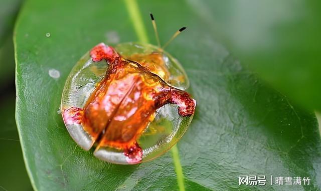 网传金梳龟甲一只20万？专家辟谣：别信这虫其实是害虫(图5)
