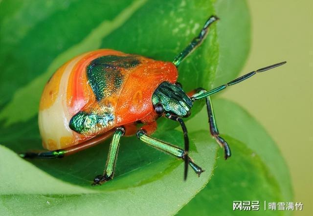 网传金梳龟甲一只20万？专家辟谣：别信这虫其实是害虫(图3)