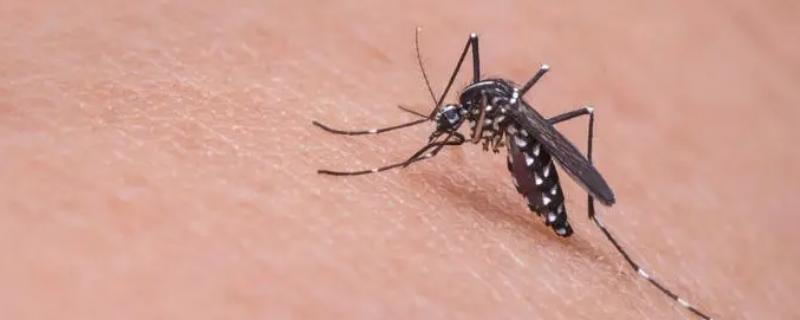 常见的害虫种类包括卫生害虫、农业、贮谷等类型(图1)
