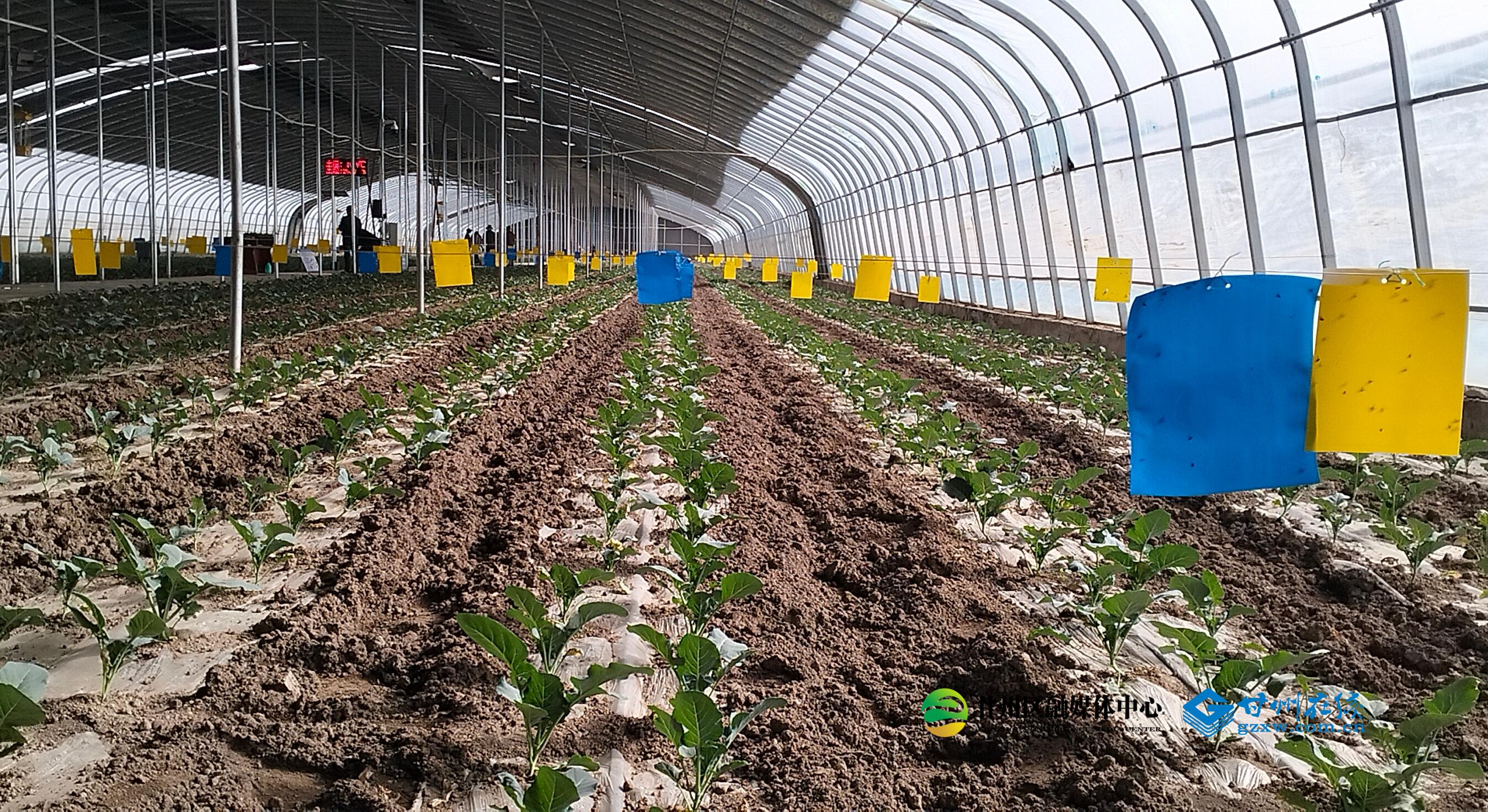 甘州区农业农村局：科技特派员助力夏季蔬菜种植为农户丰收保驾护航(图1)