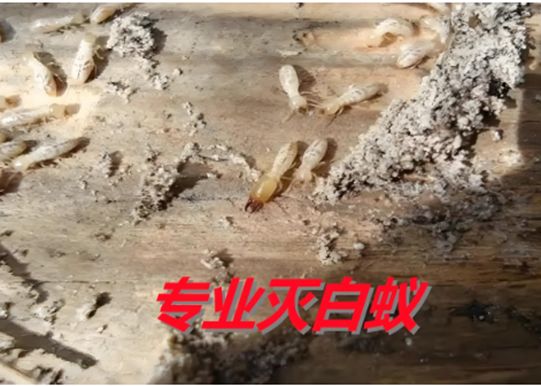杭州白蚁防治中心电话杭州专业高效灭白蚁、除、附近500米(图3)