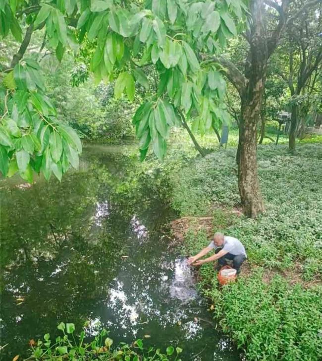 佛山2公园投放5200尾灭蚊鱼生物防治护健康(图1)