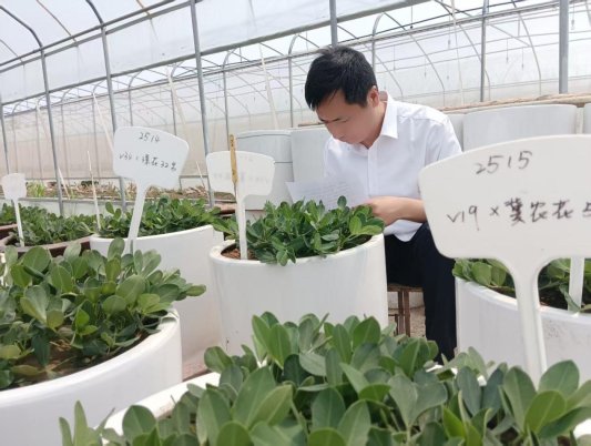 强农先锋丨付春：一粒花生的追求(图1)