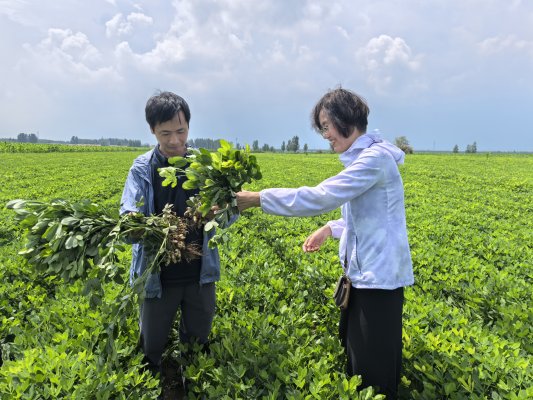 强农先锋丨付春：一粒花生的追求(图4)