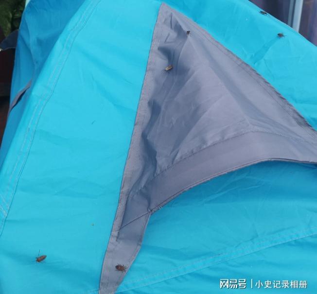 宿舍臭虫怎么彻底消灭？臭虫怎么消灭用什么药专家解析！(图1)