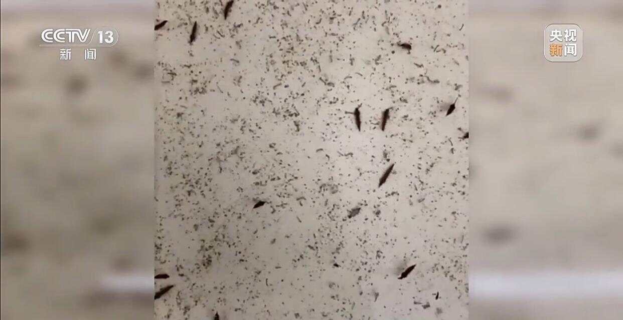 从集中消杀到生物防治广东全民总动员开启大灭蚊！(图6)