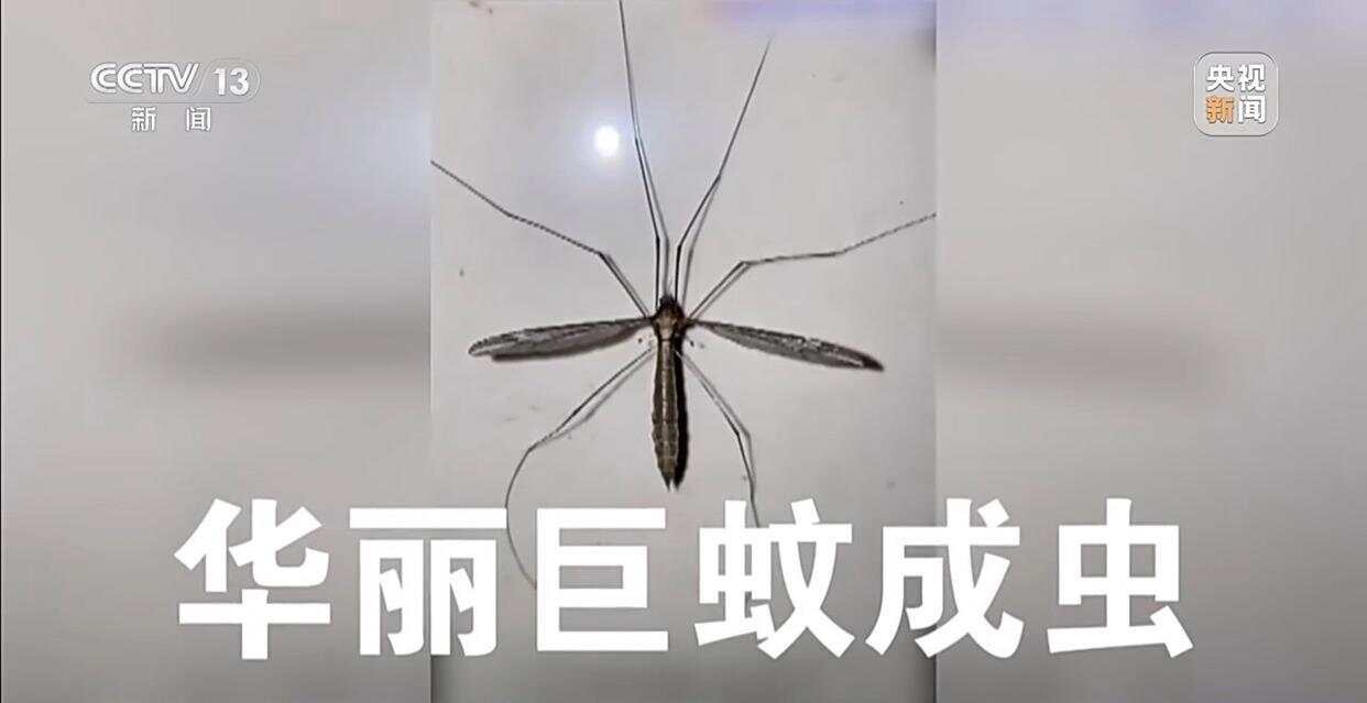 从集中消杀到生物防治广东全民总动员开启大灭蚊！(图7)