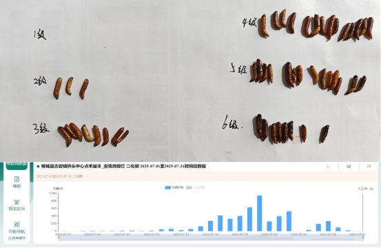 “桂北粮仓”筑起“数字堡垒”——柳城构建病虫监测网守护农作物生产安全(图4)