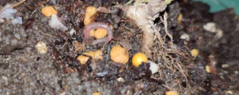 养殖多肉的土里长虫子如何处理喷施经过稀释的白酒可以灭杀害虫(图1)