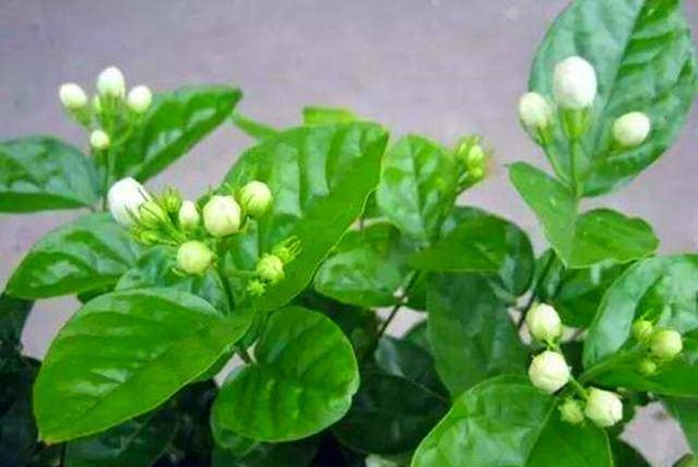 3种灭虫水效果好是植物虫子的克星定时喷一点虫卵都灭了(图7)
