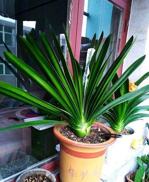 3种灭虫水效果好是植物虫子的克星定时喷一点虫卵都灭了(图1)