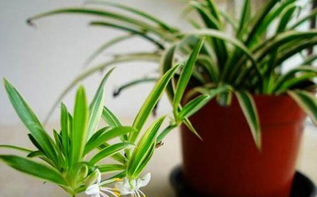 3种灭虫水效果好是植物虫子的克星定时喷一点虫卵都灭了(图6)