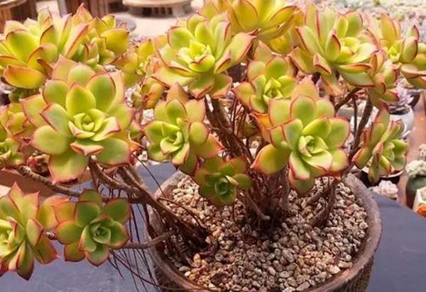 3种灭虫水效果好是植物虫子的克星定时喷一点虫卵都灭了(图4)