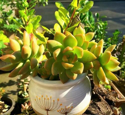 3种灭虫水效果好是植物虫子的克星定时喷一点虫卵都灭了(图5)