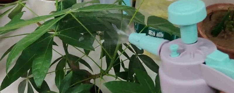 花椒水能不能灭杀花盆中的害虫具有除虫和杀菌作用(图1)