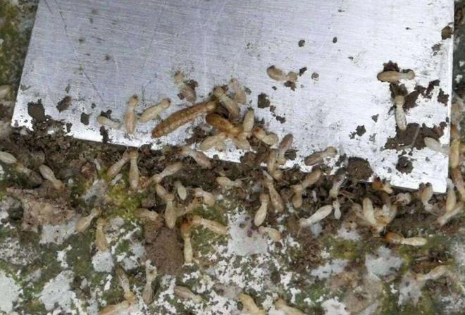 家里白蚁怎么彻底清除？治白蚁用什么药最好专家建议！(图1)