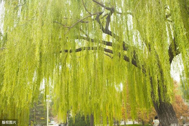 8个“不花钱”的杀虫方法省下一大笔农药钱！（收藏了）(图4)