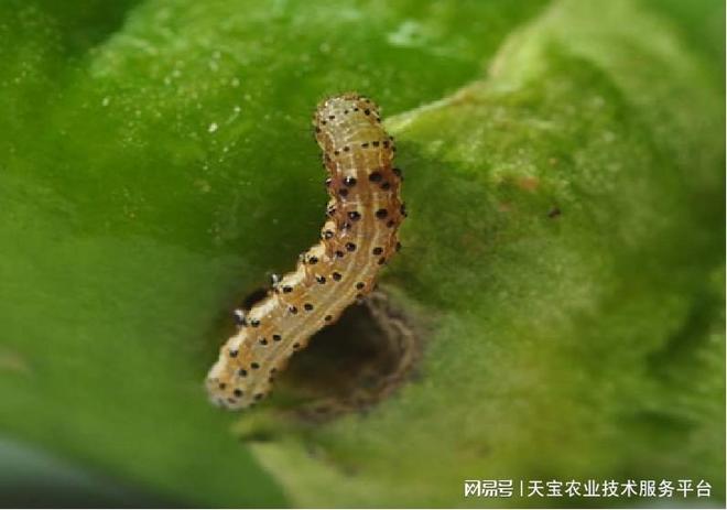 实战高效杀虫配方你学会了吗？(图1)
