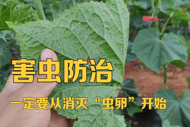 害虫防治一定要从消灭虫卵开始那么问题来该用什么药呢？(图1)