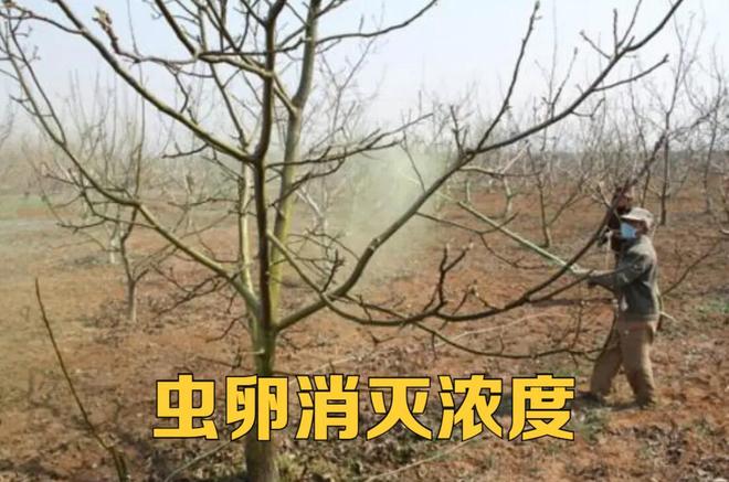 害虫防治一定要从消灭虫卵开始那么问题来该用什么药呢？(图3)