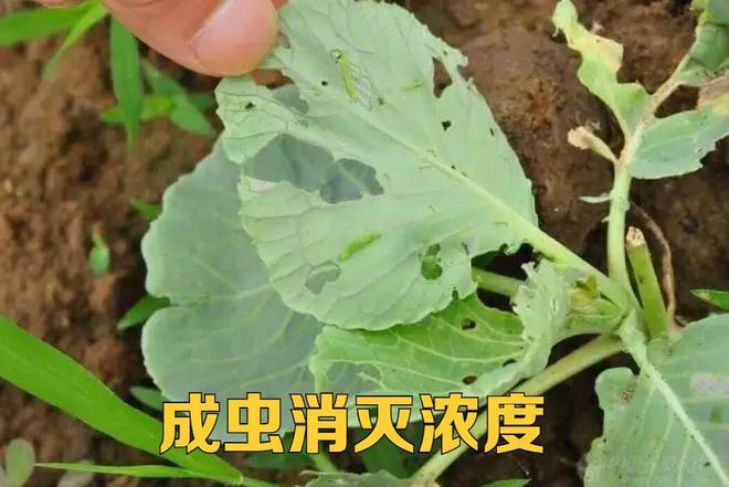 害虫防治一定要从消灭虫卵开始那么问题来该用什么药呢？(图4)