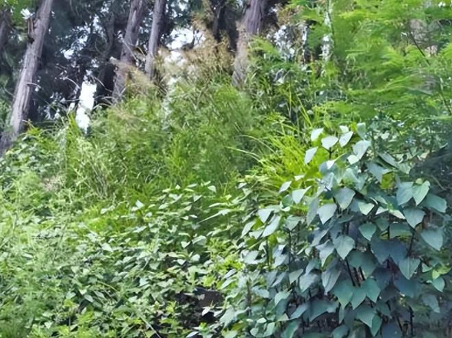 所到之处寸草不生!四川凉山长390万亩这毒草是世界级入侵魔头(图1)