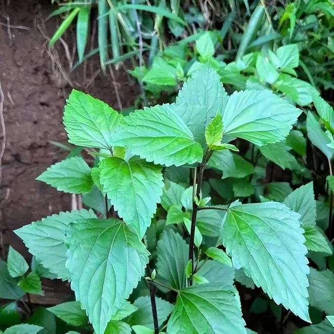 所到之处寸草不生!四川凉山长390万亩这毒草是世界级入侵魔头(图2)