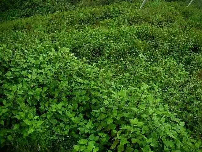所到之处寸草不生!四川凉山长390万亩这毒草是世界级入侵魔头(图10)