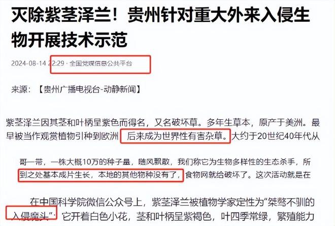 所到之处寸草不生!四川凉山长390万亩这毒草是世界级入侵魔头(图8)