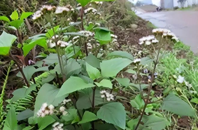 所到之处寸草不生!四川凉山长390万亩这毒草是世界级入侵魔头(图11)