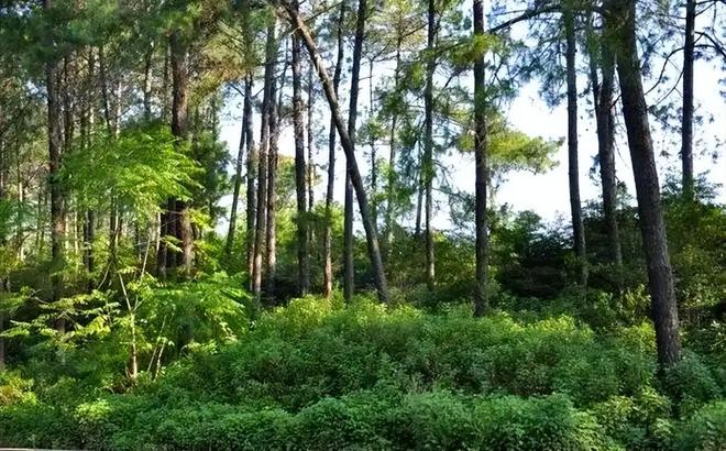 所到之处寸草不生!四川凉山长390万亩这毒草是世界级入侵魔头(图12)