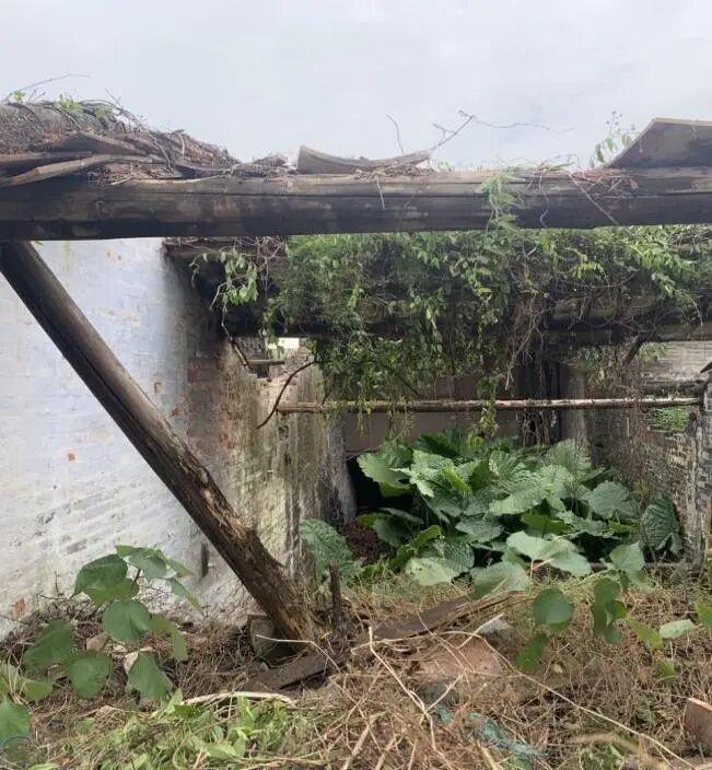 昔日“蚊虫温床”蝶变“洁净空间”！蓬江爱国卫生运动让环境焕新聚民心(图5)