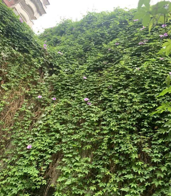 昔日“蚊虫温床”蝶变“洁净空间”！蓬江爱国卫生运动让环境焕新聚民心(图4)