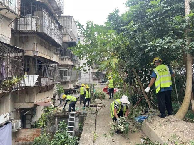 昔日“蚊虫温床”蝶变“洁净空间”！蓬江爱国卫生运动让环境焕新聚民心(图7)