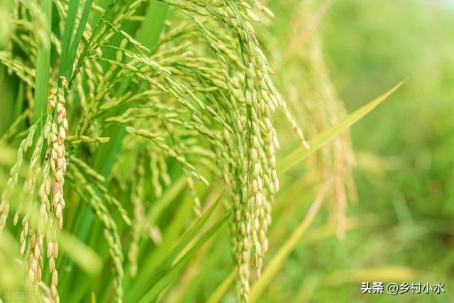 “不怕立冬雨就怕立冬晴”今日晴天有啥怕的？看老人咋说(图8)