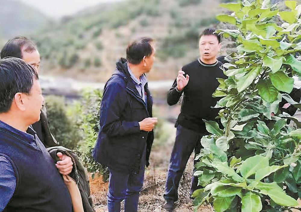 最是橙黄橘绿时——永春县人大代表强农共富驿站推动芦柑产业振兴之观察-新华网(图2)