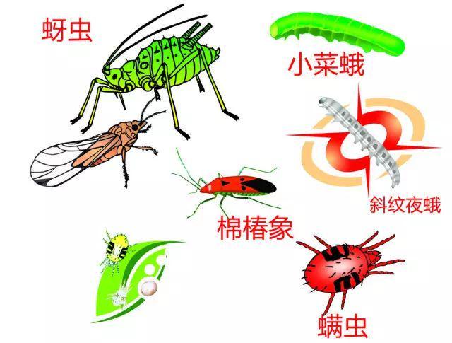地理拓展影响生物农药效果的地理因素(图3)