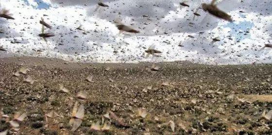 地理拓展影响生物农药效果的地理因素(图7)