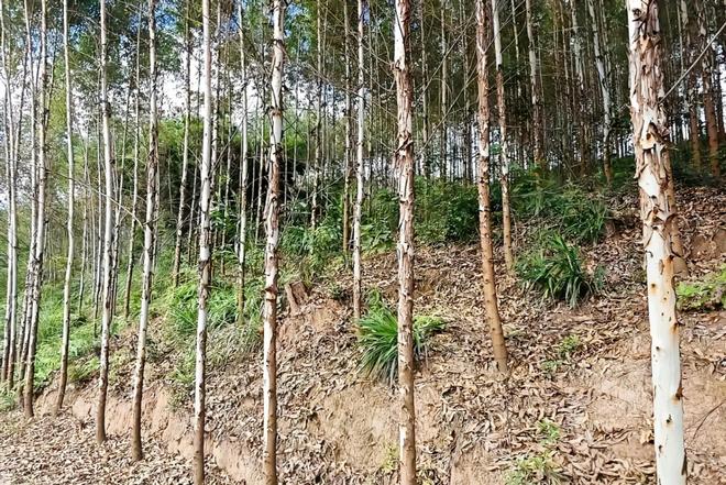 桉树为何病虫害频发？背后成因并不简单！(图7)
