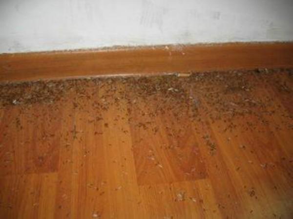 上海灭白蚁哪家强？对比评测帮你选对不踩坑(图1)