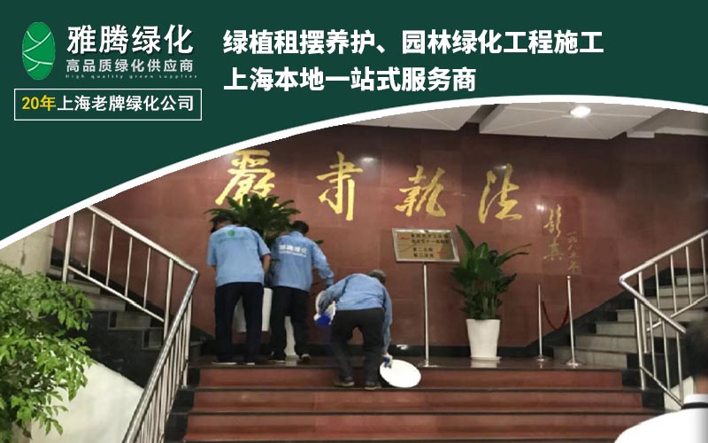 2026年上海办公室绿植租赁服务商深度分析与推荐(图1)