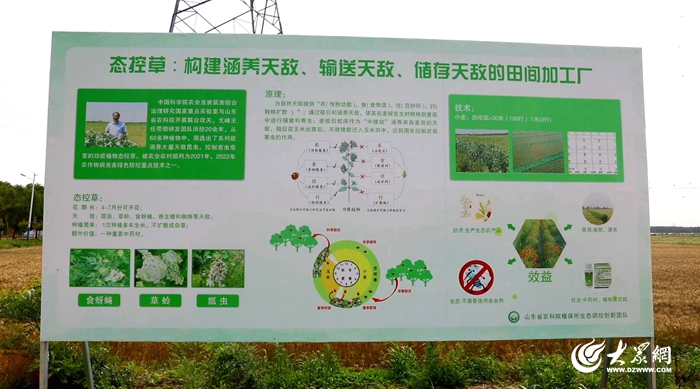 “三个突破”在郓城：用虫治虫“粮+药”生态新模式走在全国前列(图2)