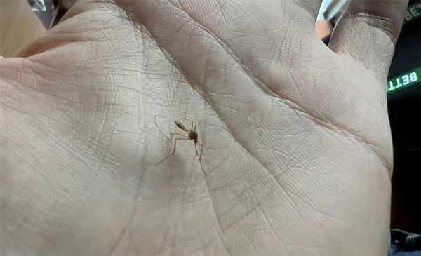 为了消灭蚊子：科学家建议在人血里下毒(图4)